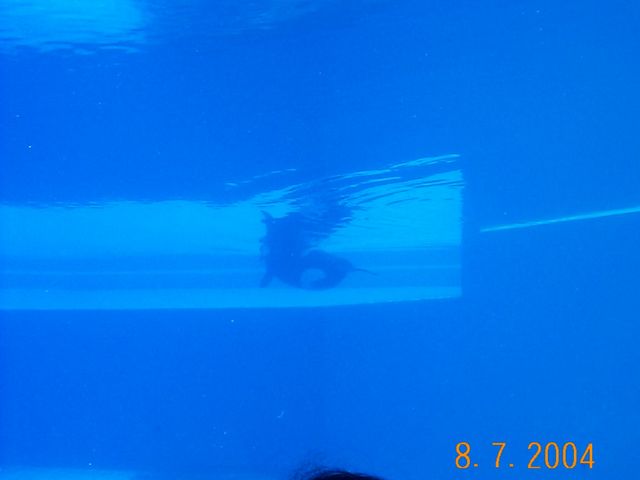 dcp07895