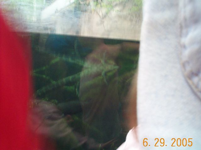 dcp08101