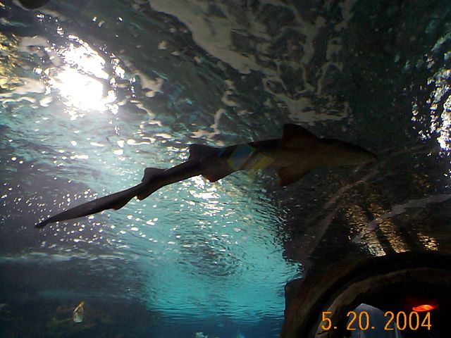 dcp07763
